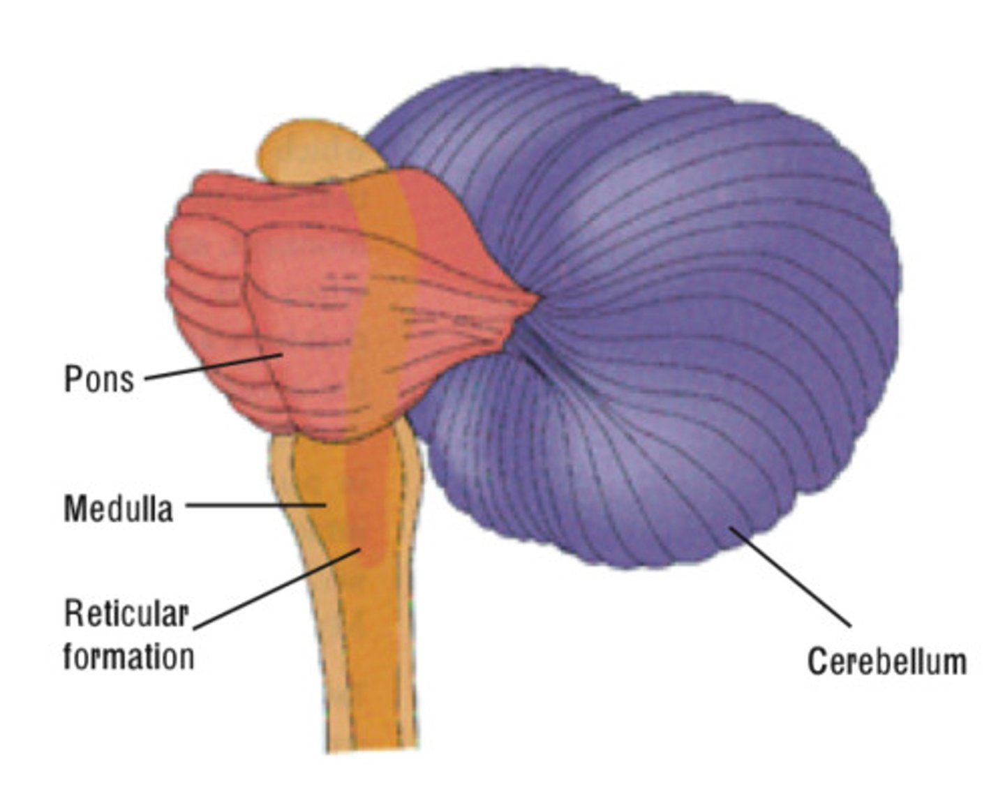 <p>-Medulla</p><p>-Pons</p><p>-Reticular Formation</p><p>-Cerebellum</p>
