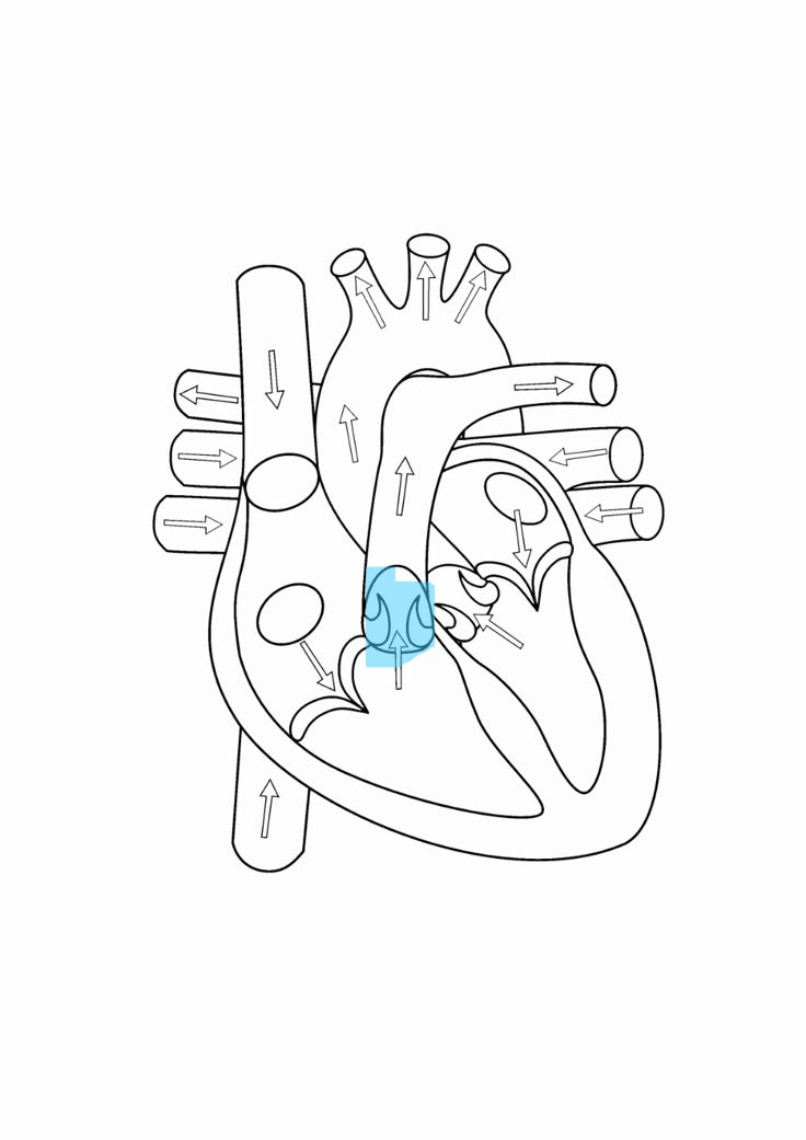 <p>one of 2 ventricular valves, 3 cusps</p>