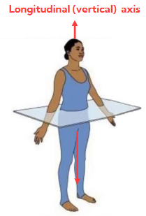 <p>Divides the body into superior (top) and inferior (bottom) portions</p><p>about the longitudinal (vertical) axis</p>