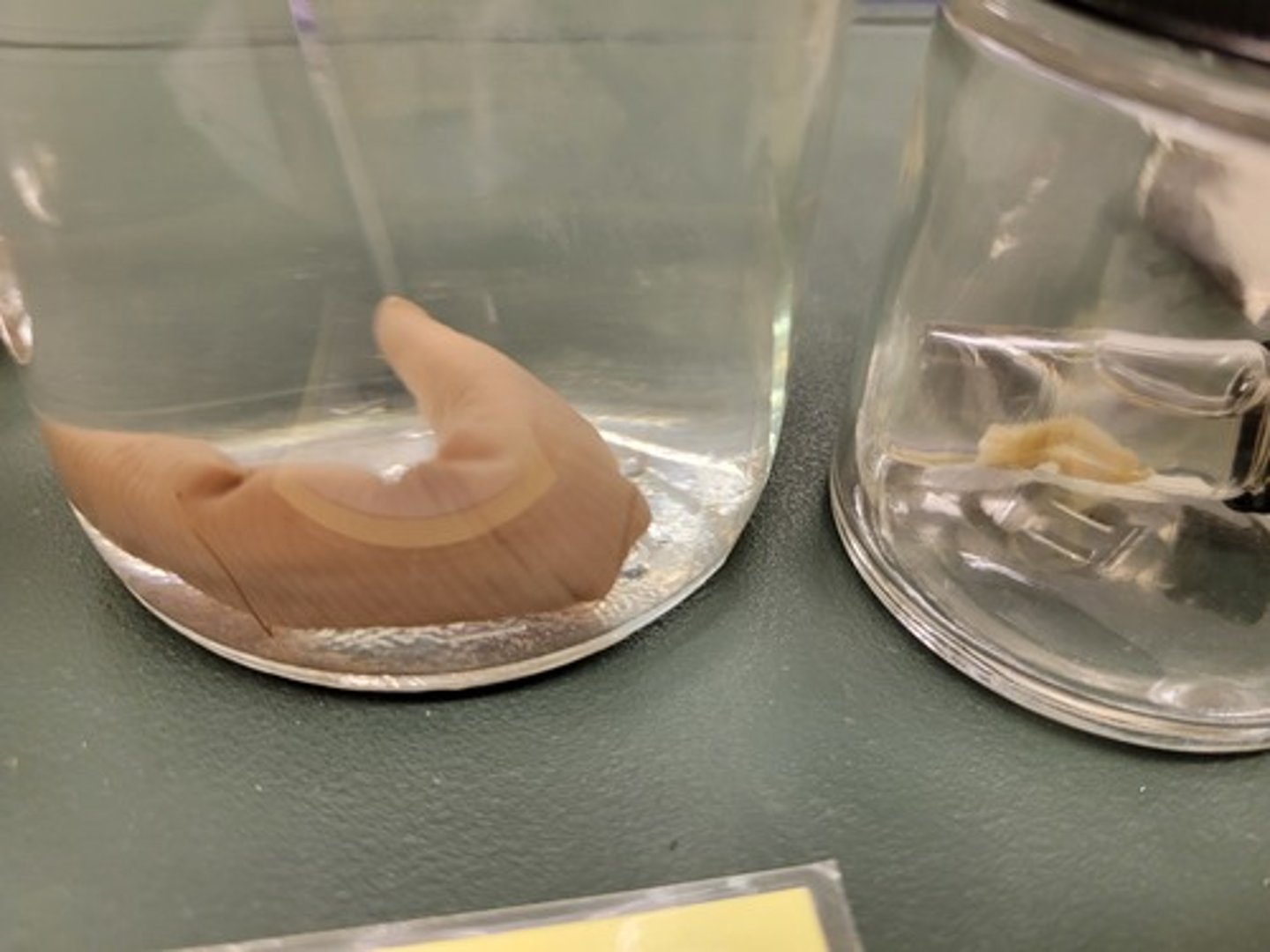 <p>Identify taxonomy</p>