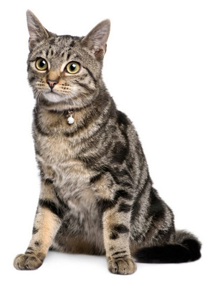 <p>Welk ras is dit?</p>