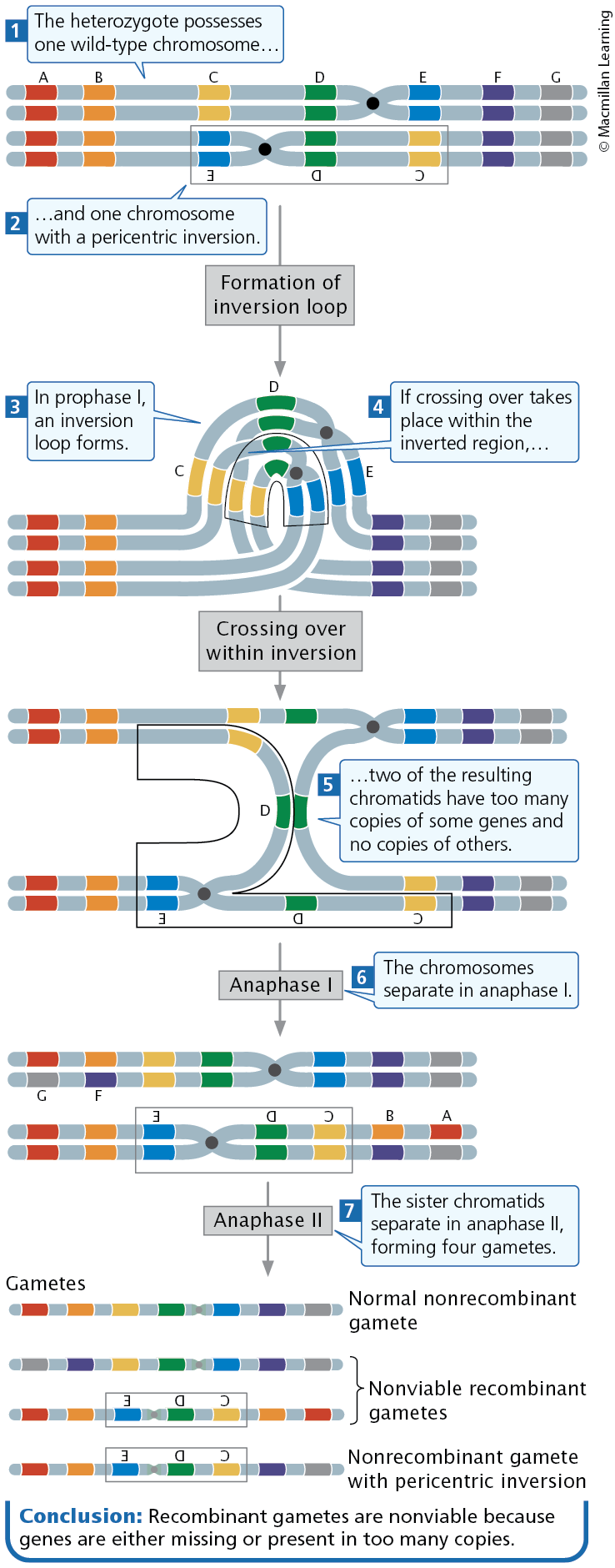 <p><span><span>In a heterozygous individual, a single crossover within a pericentric inversion leads to abnormal gametes</span></span></p>