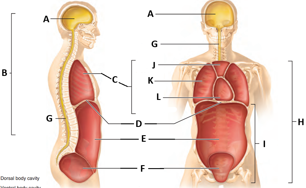 <p>What is the cavity name for letter G?</p>