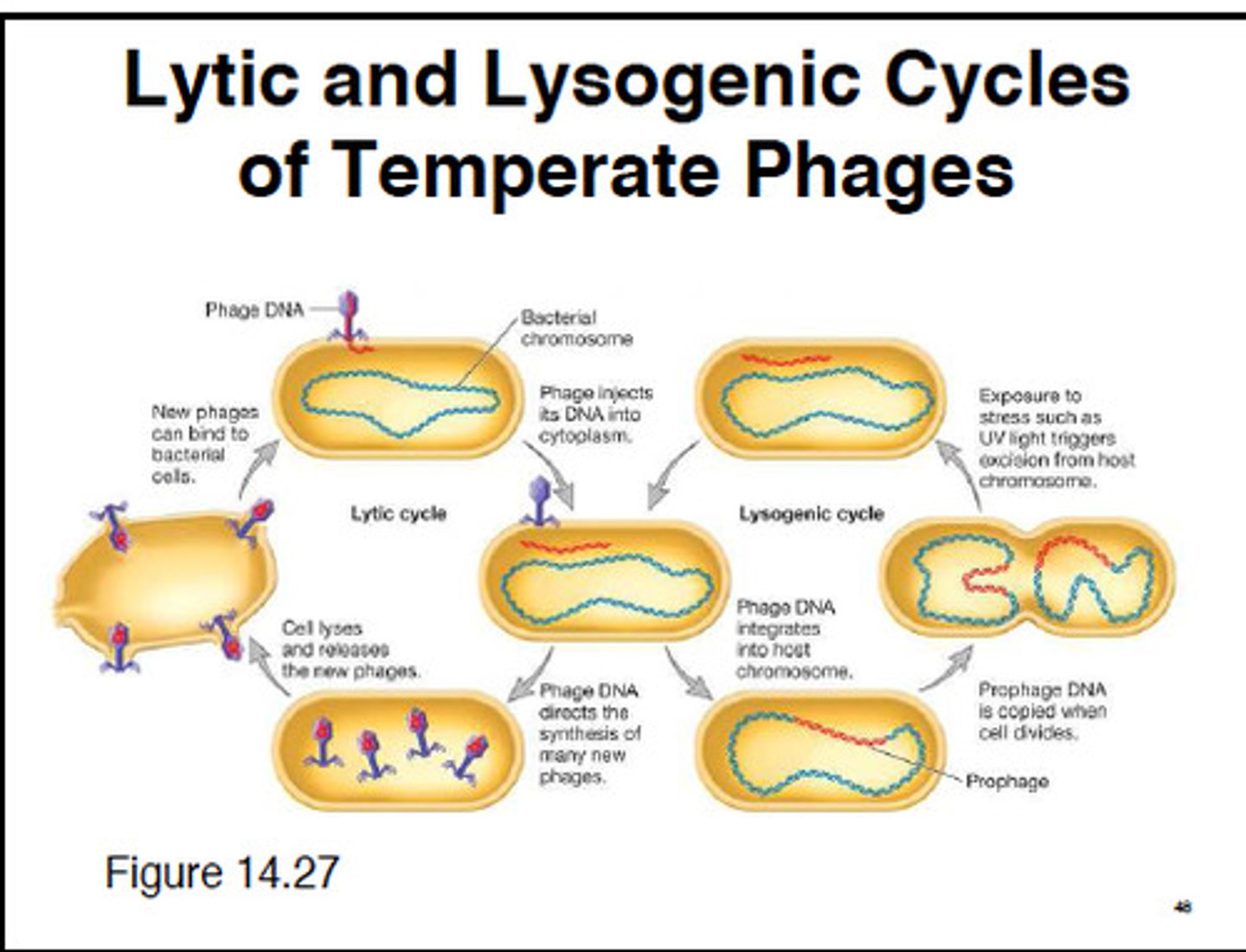 <p>1. provirus- integrate viral genome into host genome, repressor proteins silence host genome</p><p>2. reproduction- normal host activity</p><p>3. excision and lytic cycle- repressors removed, but some host genome can be removed as well, this diversifies bacterial genome via viral vector</p><p>virus is dormant</p>