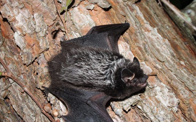 <p>Lasionycteris noctivagans </p>