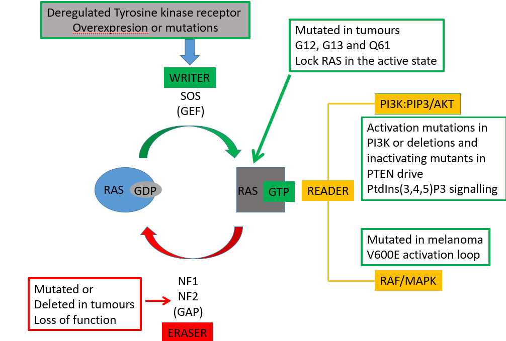 <ul><li><p>RAS has its own GTPase activity but this is very slow so it relies on a GAP (eraser) </p></li><li><p>however, these GAPs are mutated in tumors </p></li><li><p>a mutation in the arginine finger will aid at pos G12, G13, Q61 will prevent the Arg finger from interacting with it and activating GTPase activity (via steric hindrance) </p></li></ul><p></p>