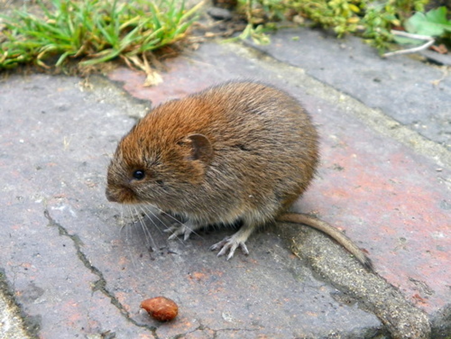 <p>southern red backed vole</p>
