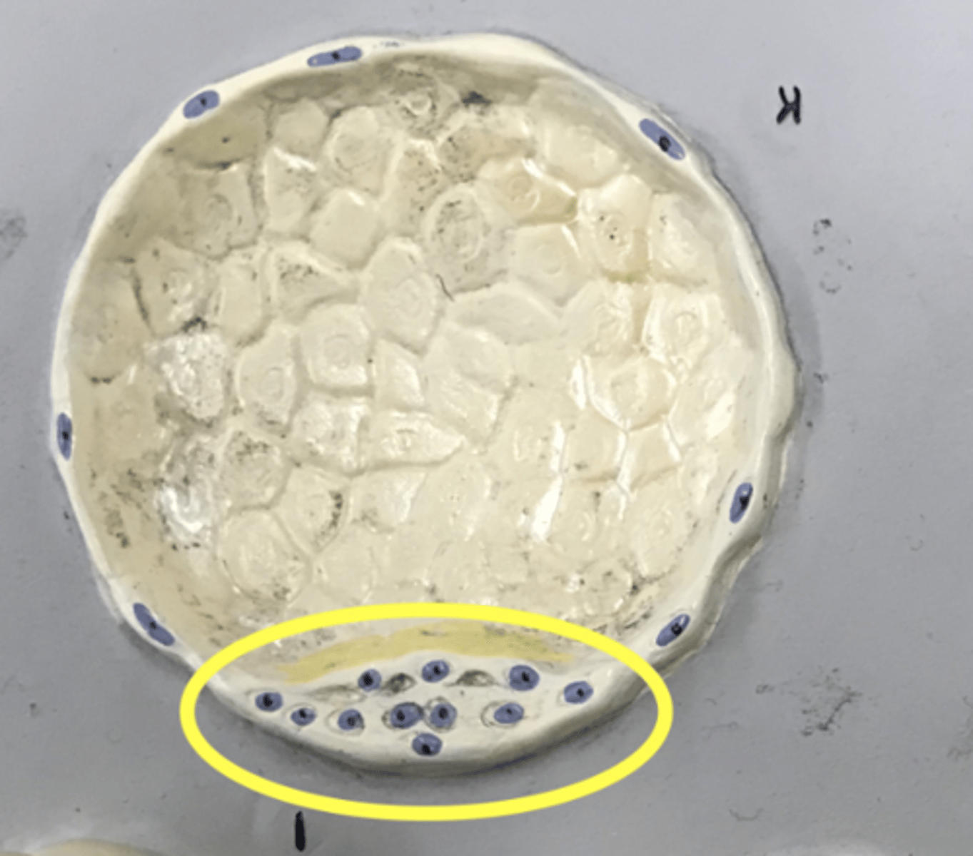 <p>Cells on the inside of the blastocyst</p><p>- Will become the fetus</p>