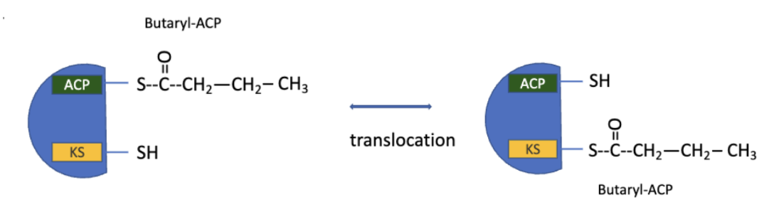 <ul><li><p>production of the 4-carbon, saturated fatty acyl-ACP marks completion of one pass thru the fatty acid synthase complex</p></li><li><p>the butyryl group is transferred from teh phosphopantetheine–SH group of ACP to the Cys–SH group of β-ketoacyl-ACP synthase (which initially bore the acetyl group)</p></li></ul><p></p>