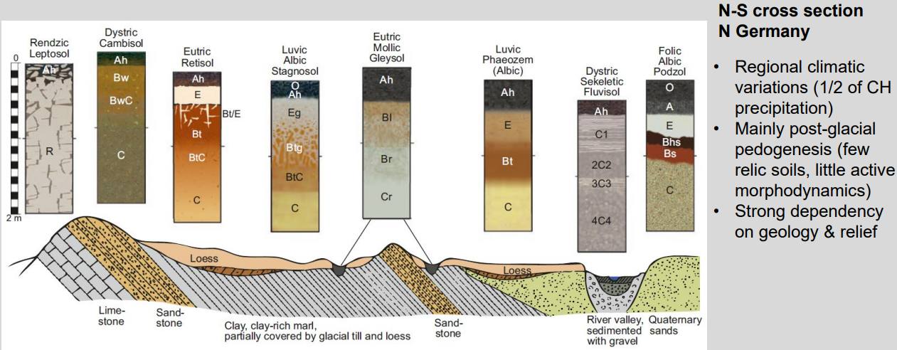 <ul><li><p><strong>Water regime:</strong> dry → periodically wet → permanently wet</p></li><li><p><strong>Redox conditions:</strong> oxic → alternating → reducing (gley features)</p></li><li><p><strong>Soil depth:</strong> shallow → deeper → often young/alluvial</p></li><li><p><strong>Pedogenesis:</strong> weak weathering → clay translocation → redoximorphism</p></li><li><p><strong>Fertility:</strong> often increases in loess positions, decreases in wet depressions</p></li></ul><p></p>