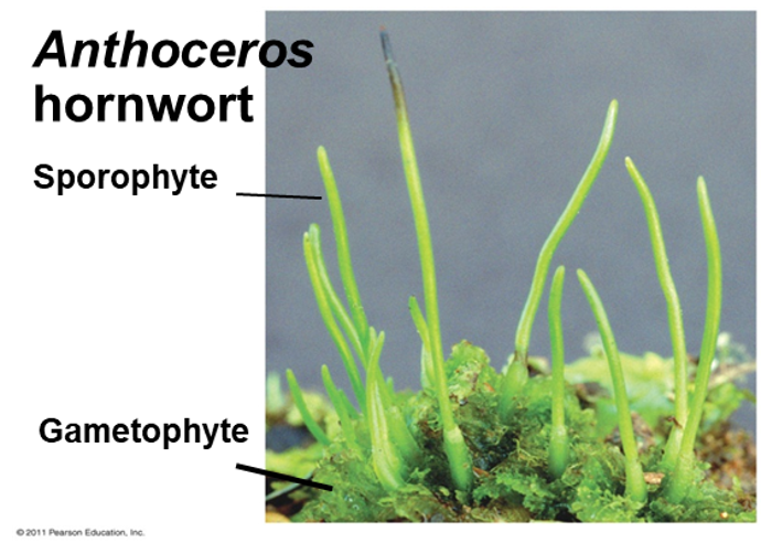 <p><em>Anthoceros</em> hornwort</p><p>Anthocerophyta</p><p></p>