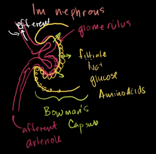 <p>Very high pressured blood (filtrate) squeezes from the glomerulus to selective capsule called Bowman’s capsule</p>