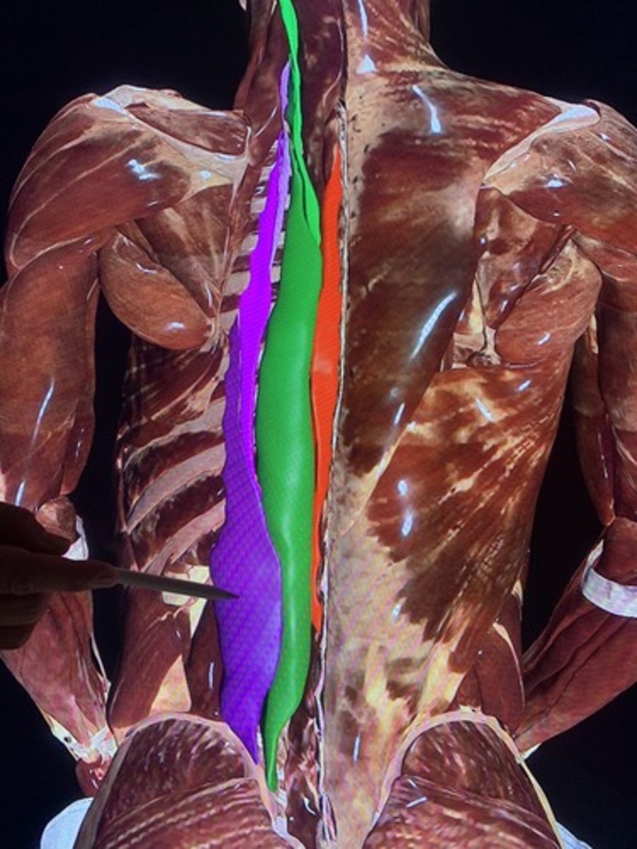 <p>extends and laterally bends the trunk, neck and head</p>