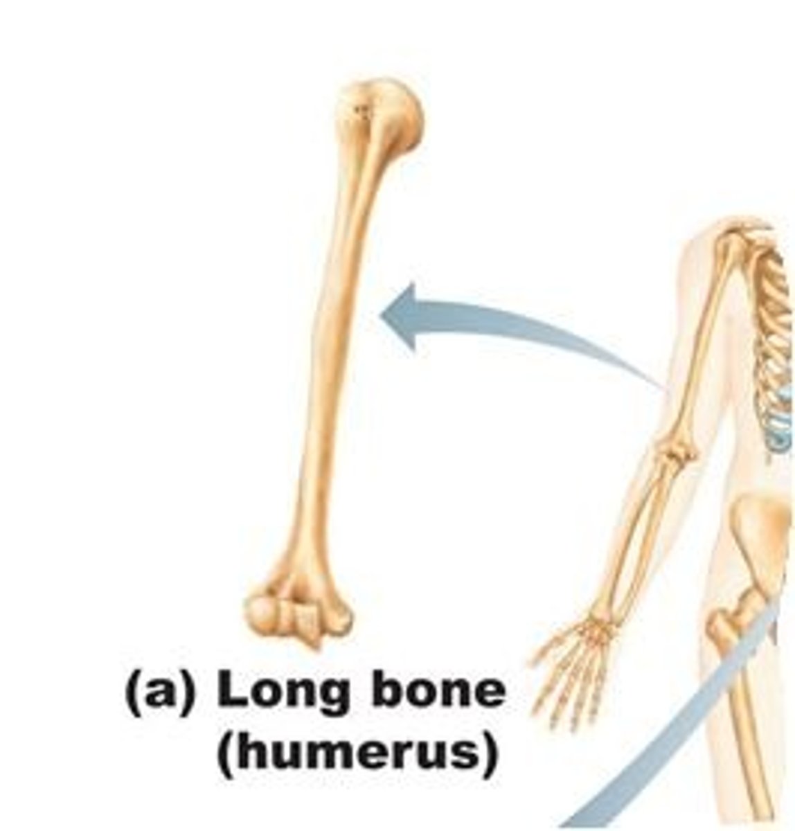 <p>bones that are longer than they are wide with heads at each end</p>
