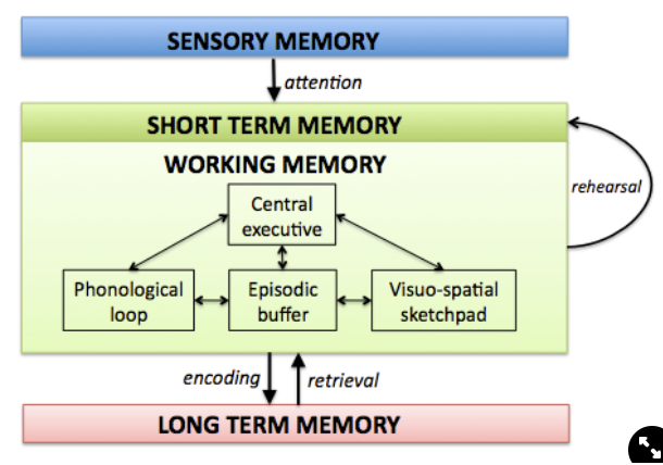 <p><span>Focuses on short term memory. Divides STM into 4 components: </span></p><ol><li><p><span>central executive</span></p></li><li><p><span>phonological loop</span></p></li><li><p><span>visuo-spatial sketchpad</span></p></li><li><p><span>episodic buffer</span></p></li></ol>