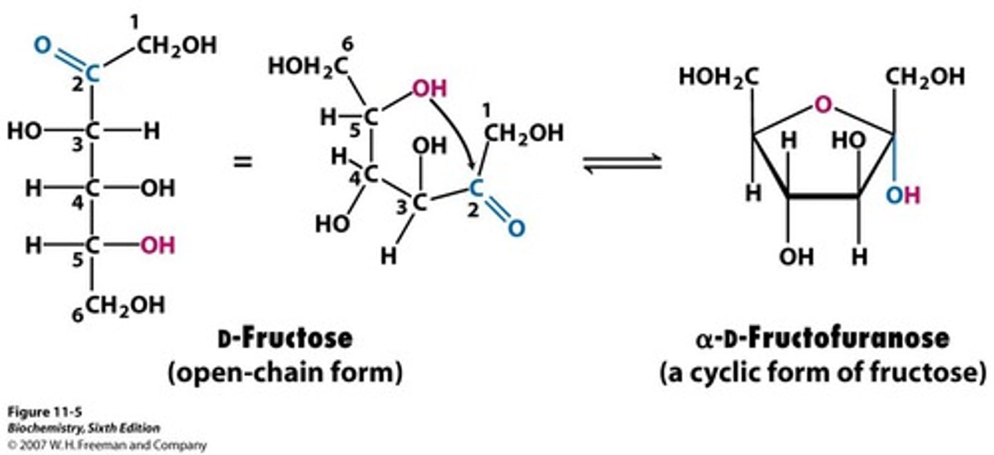 <p>when a glucose-based molecule in strand formation folds into a ring formation resembling furan (5 carbon ring)</p>