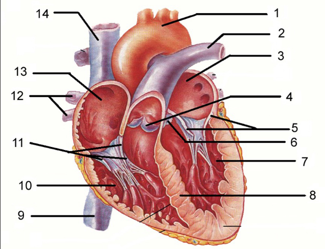 <p>11</p>