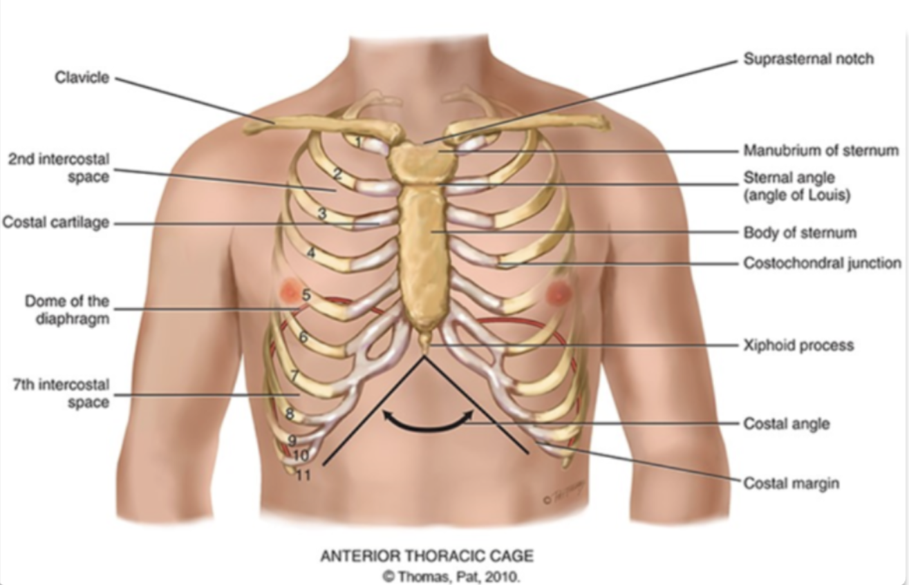 <p>the level of the 7th or 8th rib in most individual</p>