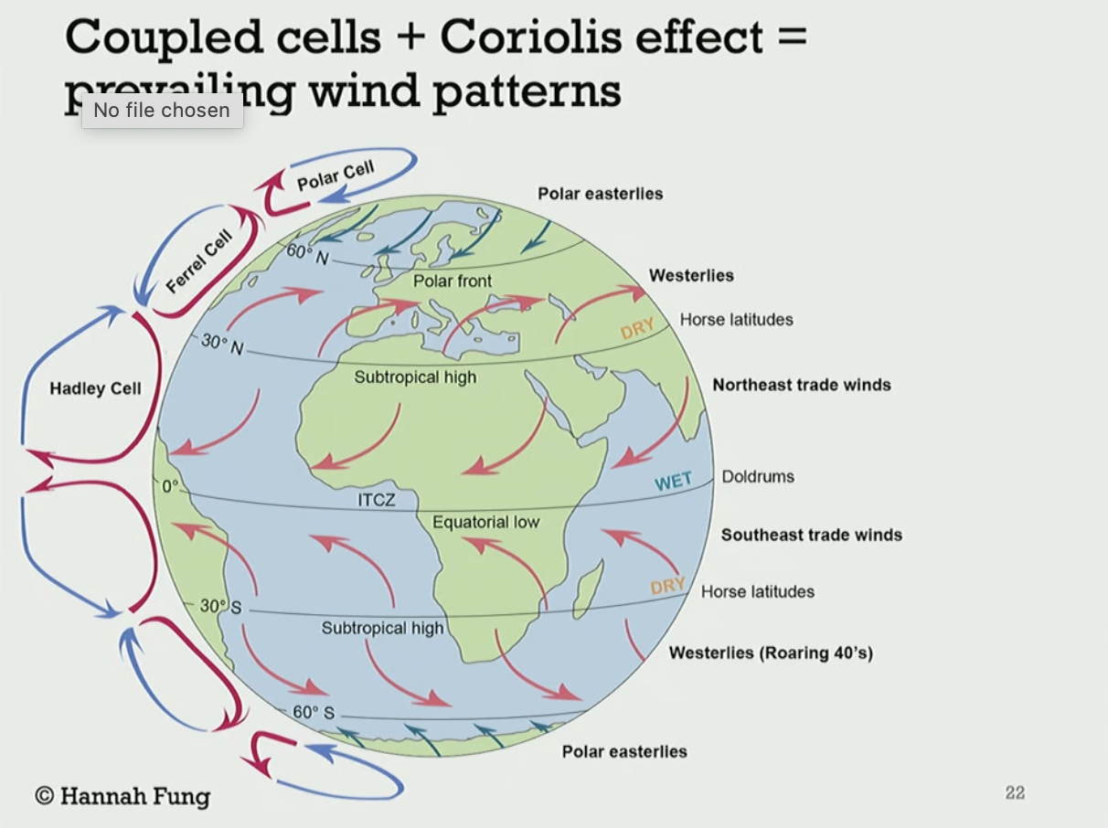 <p>Ferrel cells blow winds away from the equator and the coriolis effect deflects the winds eastward. Resulting in Westerly Winds forming. </p>