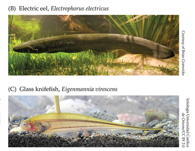 <p>Clade of <strong>electric eels</strong> and South American knifefish</p>
