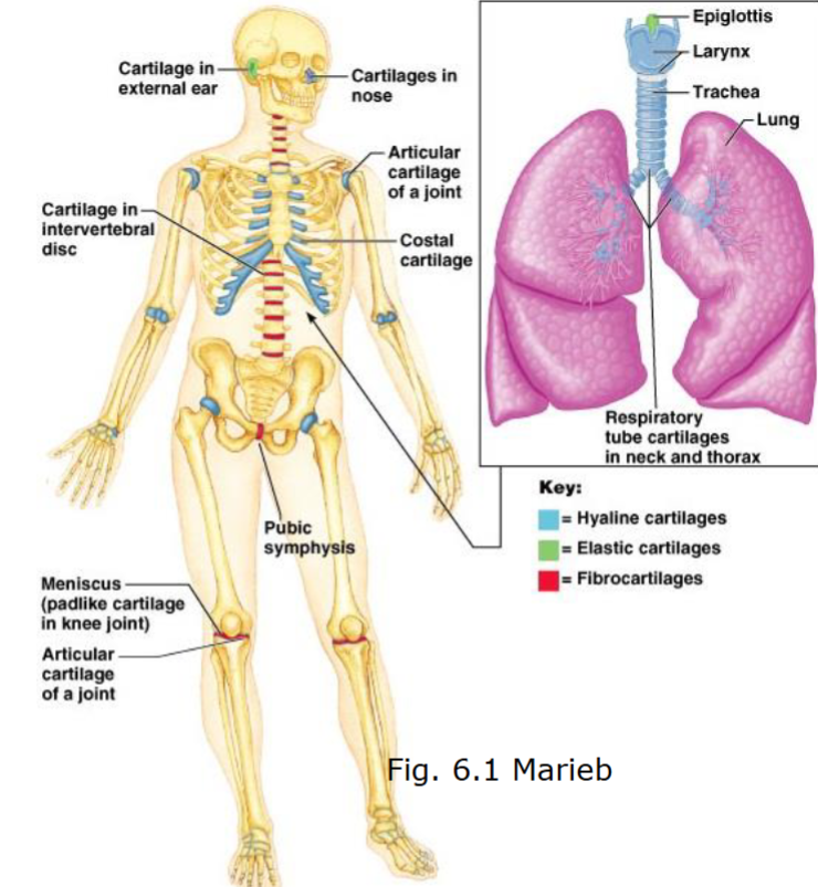 <p>Hyaline cartilage is the most common and <mark data-color="yellow" style="background-color: yellow; color: inherit">is found in most joints (articulations)</mark></p>