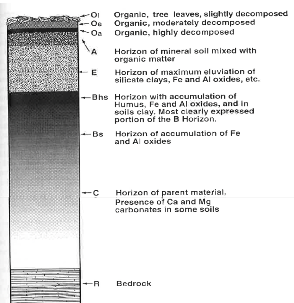 <p>O= lots of decomposed leaves - ranges in size due to vegetation growing</p><p>below O is the mineral fraction</p><p>A= mineral horizon, mixed with organic material, 10-12cm</p><p>E= illuviated, nutrients have been washed out from the soil layers into the subsoil</p><p>B= mixed with oxides and elements,<span>&nbsp; </span>different features within; can be well-weathered and waterlogged</p><p>Below B = parent material</p>