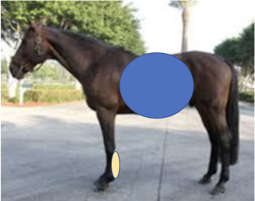 <p>What probe frequency would be used for this abdomen? Why? </p><ul><li><p>3-5 mHz = 20-25 cm of depth, low resolution</p></li><li><p>10-12 mHz = 8 cm of depth, high resolution</p></li></ul><p></p>