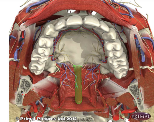 * AKA Uvula
* Muscle within the uvula
* Origin:aponeurosis of the soft palate
* Insertion:uvula
* Small role in elevation of the soft palate
* Innervated by pharyngeal plexus
* Goes along for a ride with the other muscles