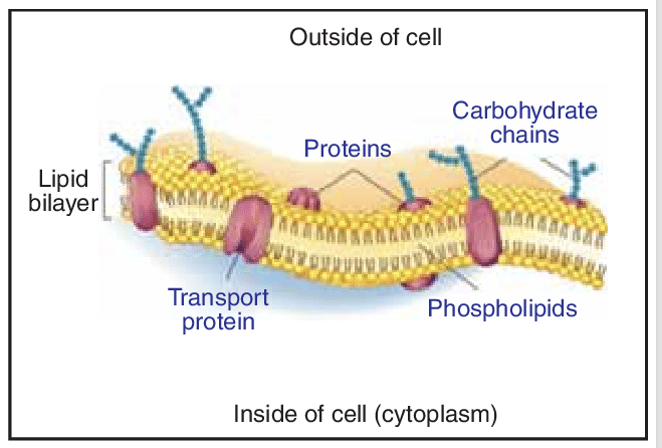 <ul><li><p>membrane is not rigid or static structure</p></li><li><p>highly flexible</p></li><li><p>changes shape and composition</p></li><li><p>dense liquid with proteins suspended in it </p></li><li><p>allows for:</p><ul><li><p>distribution of molecules in the plasma membrane</p></li><li><p>repair of slight damage</p></li><li><p>membrane fusion</p></li></ul></li></ul><p></p>