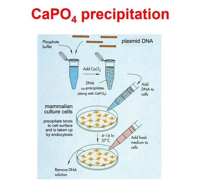 <p>advantages</p><ul><li><p>quick, cheap and simple</p></li><li><p>not vector dependent</p></li><li><p>can be used for transient or stable expression (this requires a selectable marker, to select for cells where the plasmid DNA has integrated)</p></li></ul><p></p><p>limitations</p><ul><li><p>essentially only used for mammalian cell lines</p></li></ul><p></p>