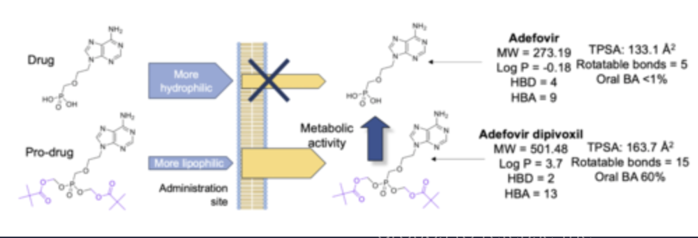 <ul><li><p>drugs can be chemically modified with lipophilic groups (or groups which target transporters).</p></li><li><p> Following absorption, metabolic processes within cells cleave the lipophilic groups to release the active drug. </p></li><li><p>This is known as the pro-drug approach, and many common medicines contain pro-drugs rather than the true API.</p></li></ul><p></p>