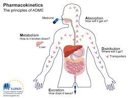 Absorption Distribution Metabolism Excretion