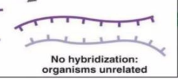 <p>organisms unrelated</p>