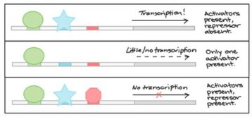 <p>activate transcription of a specific gene by binding to gene's promoter sequence. </p><p>This<strong> recruits other factors and RNA polymerase. </strong>Activator proteins increase rate of transcription while repressor proteins inhibit it</p>