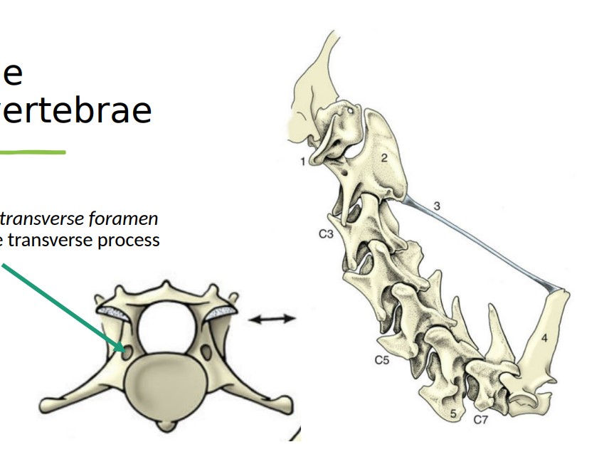 * C3-C7 (ALWAYS 7)
* C3-C6 also have a transverse foramen – %%**hole through the transverse process**%%