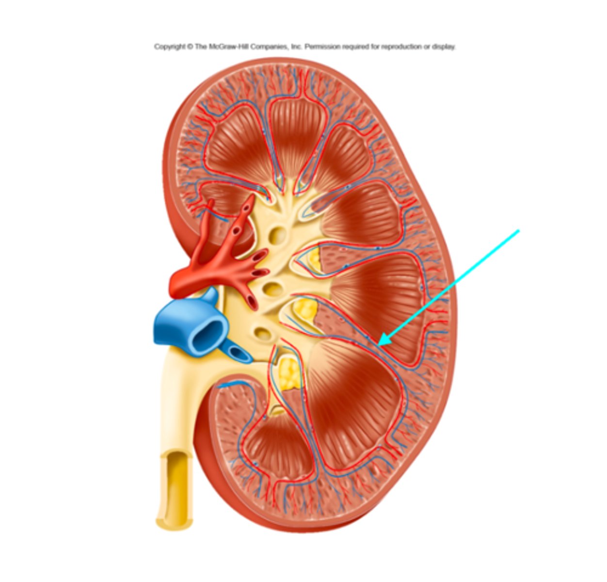 <p>What structures of the kidneys are located where the blue arrow is pointing?</p>