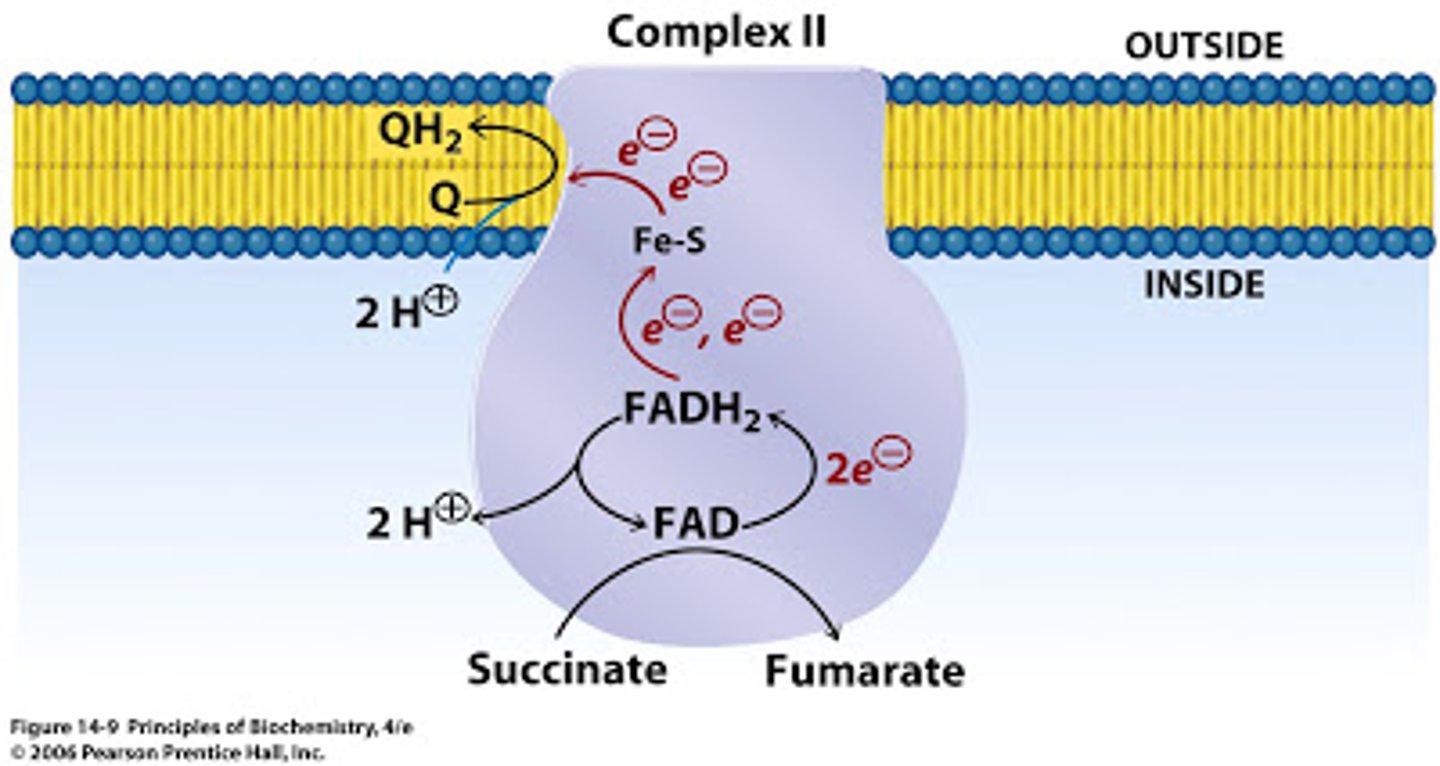 <p>-second complex in ETC</p><p>-accepts electrons from FADH2</p><p>-does NOT pump protons</p><p>-electrons picked up by ubiquinone and moved to complex 3</p>
