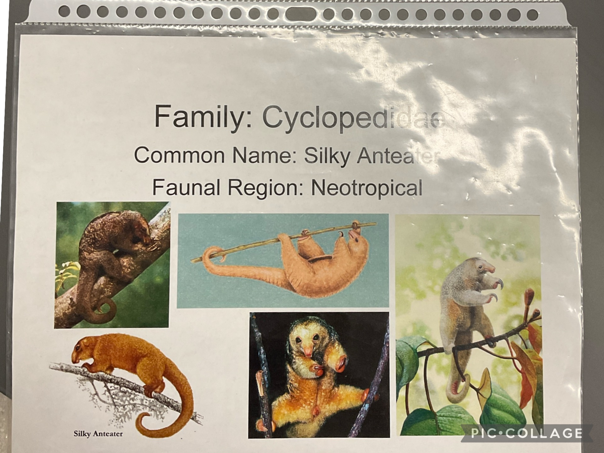 <p>Order:</p><p style="text-align: start">Family:</p><p style="text-align: start">CN:</p>