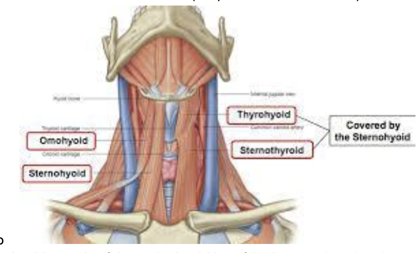 <p><span>o </span><strong><span>Omohyoid </span></strong><span>(from scapula notch to hyoid bone)<br>o </span><strong><span>Sternohyoid </span></strong><span>(from sternum to hyoid bone)<br>o </span><strong><span>Sternothyroid </span></strong><span>(from sternum to thyroid cartilage)<br>o </span><strong><span>Thyrohyoid </span></strong><span>(from hyoid bone to thyroid cartilage)</span></p>