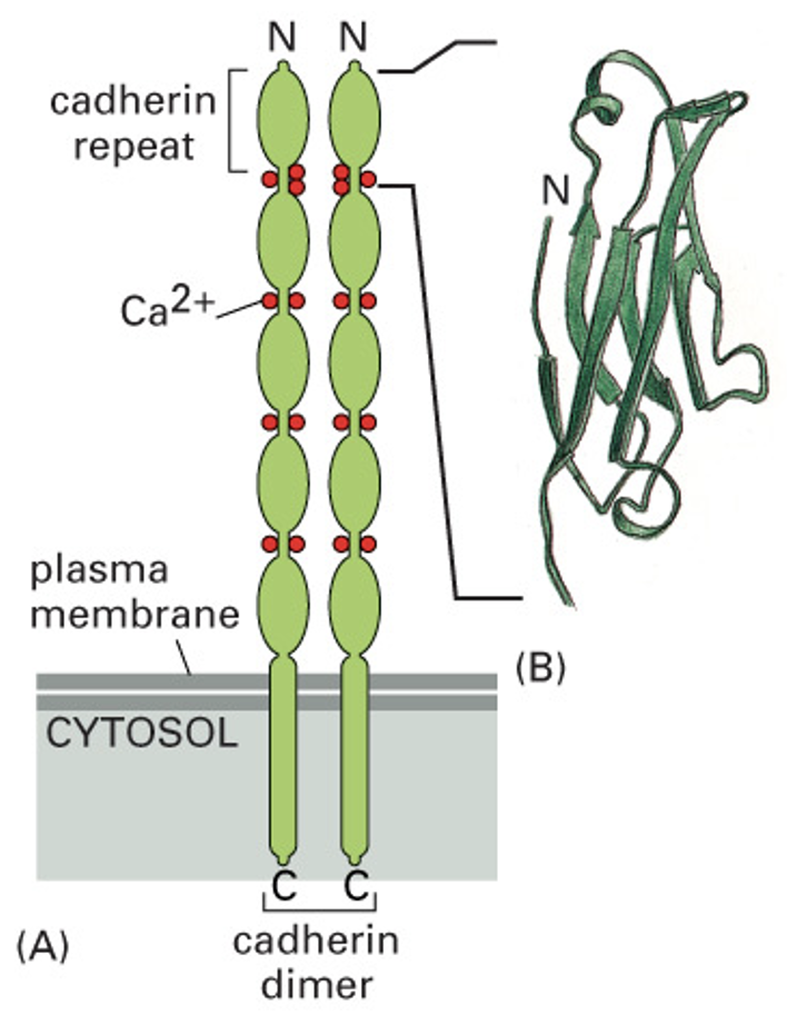 * connect actin filaments of different cells
* bind intermediate filaments together