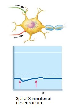<ul><li><p>IPSPs hyperpolarize the membrane and counteract EPSPs</p></li><li><p>combined sum of EPSPs and IPSPs determines whether threshold is reached at the axon hillock</p></li></ul><p></p>