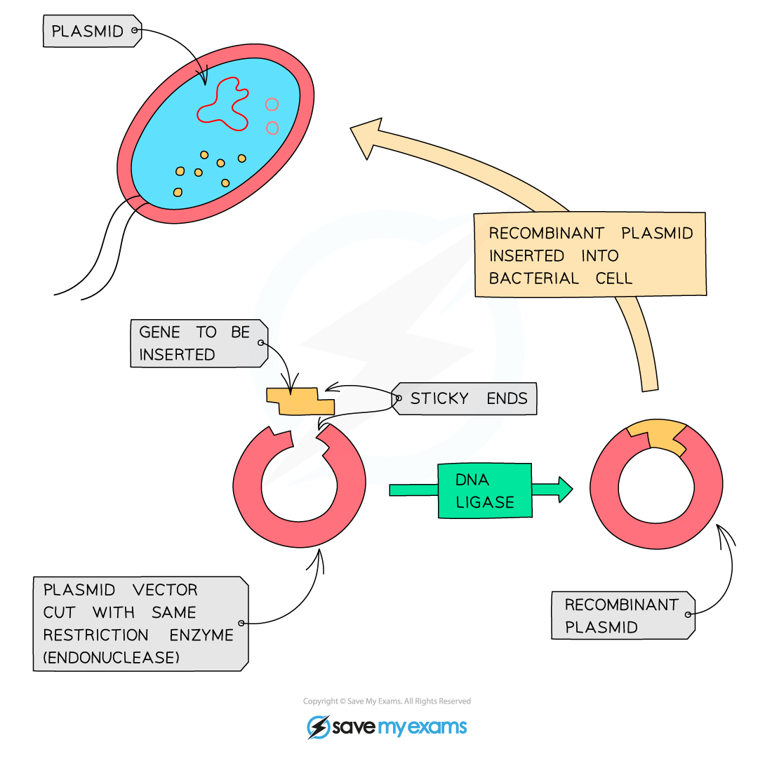 <ol><li><p>The gene is cut out using restriction enzyme leading sticky ends</p></li><li><p>A bacterial plasmid (transfer DNA into bacteria or yeast) or virus (transfer DNA into human cells or bacteria) is cut using the same restriction enzyme to create sticky ends that match the gene (acts as vectors)</p></li><li><p>The sticky ends from the plasmid and the genes are joined together by ligase enzymes creating a recombinant plasmid</p></li><li><p>The recombinant plasmid is inserted into host bacterium and one allowed to multiply and express new gene</p></li></ol><p></p>