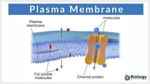 <p>controls what goes in or out of the cell</p>