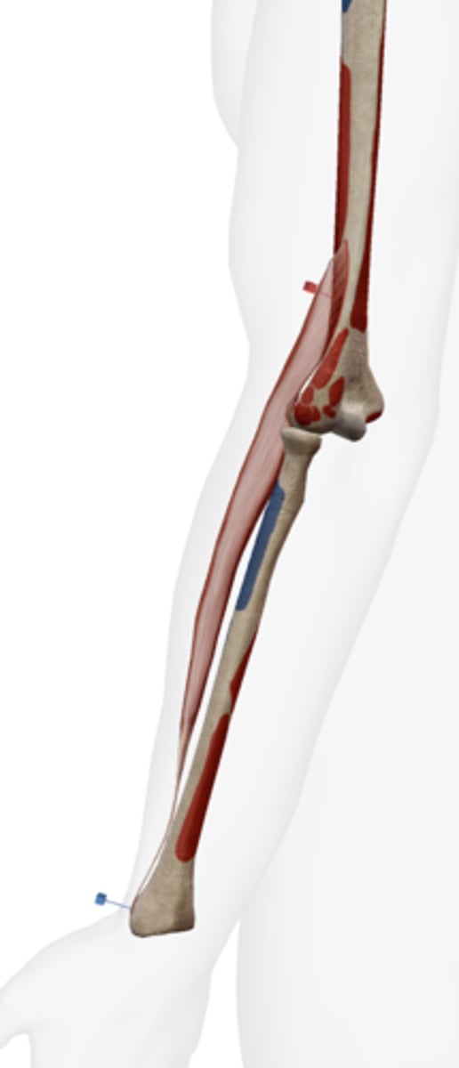 <p>lateral side of the distal end of the radius</p>