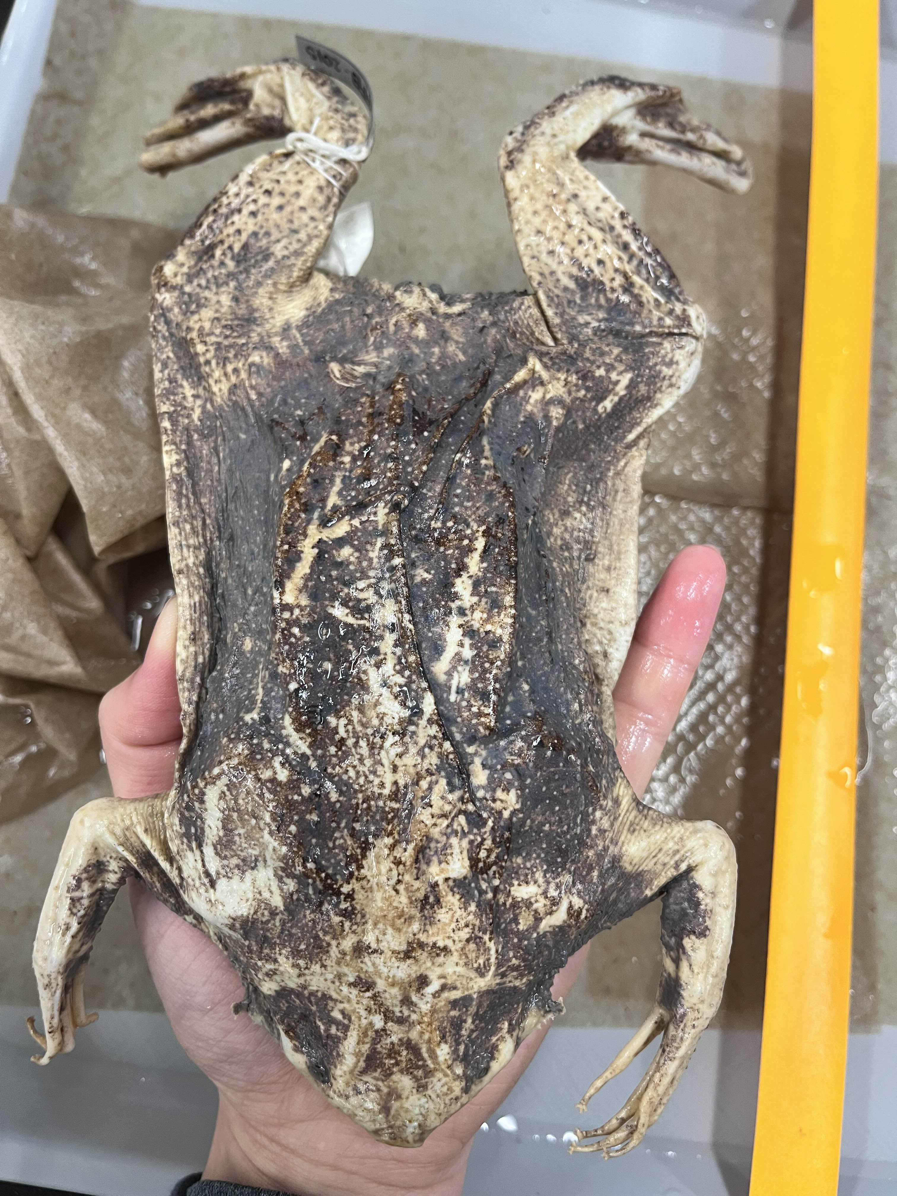 <p>Family?</p><ul><li><p>>50 species (less than)</p></li><li><p><strong>Tongueless</strong></p></li></ul><p></p>