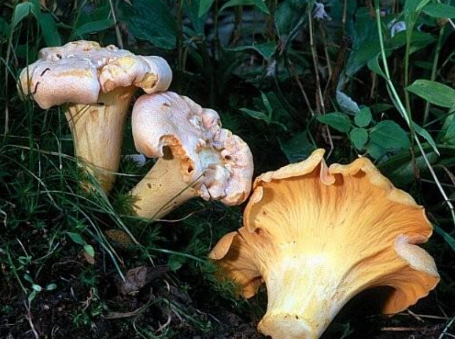 <p>Basidiocarp variety: Chanterelles  (Ch. 6)</p>