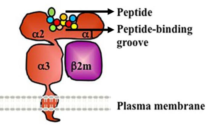 <p>Heterodimer made of heavy α-chain and smaller β-microglobulin.</p><p></p><p>Heavy α-chain has 3 domains&nbsp;α1,&nbsp;α2,&nbsp;α3 (encoded by HLA-A, HLA-B HLA-C)</p><p></p><p>Peptide binding groove = 3&nbsp;α domains +&nbsp;β domain</p>