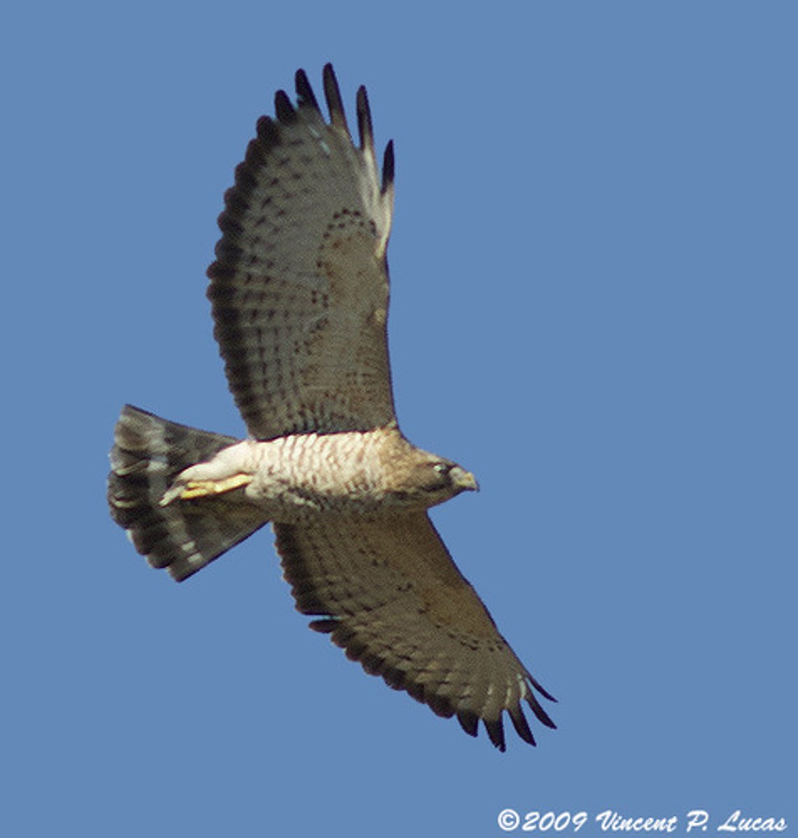 <p>n. 宽阔部分</p><p>adj. 宽的，辽阔的；显著的；大概的</p><p>adv. 宽阔地</p><p>n. (Broad)人名；(英、德)布罗德</p>