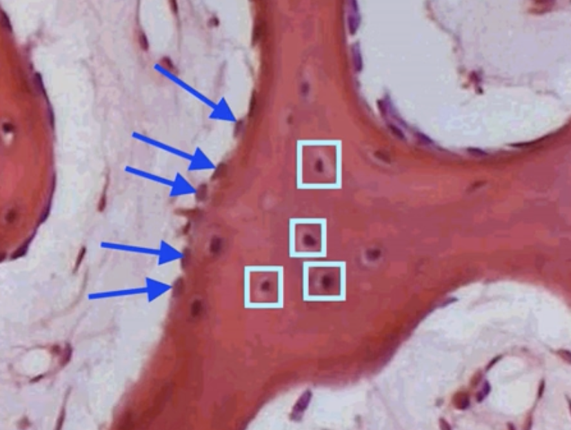 <p>Which cells have the suffix blast?</p>