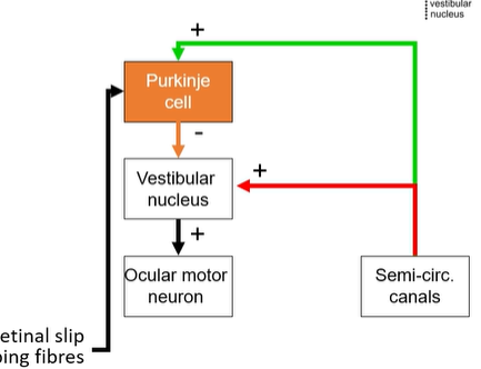 <p>Input: vestibular system signal of head motion</p><p>Output: modulation of direct path to ocular motor neurons</p><p>Consider: VOR gain too weak</p><ul><li><p>retinal slip drives LTD</p></li><li><p>reduced excitation of P-cell</p></li><li><p>dis-inhibition of vestibular nucleus = stronger drive = higher gain</p></li></ul><p>Training signal: retinal slip signal on climbing fibres</p><p></p>